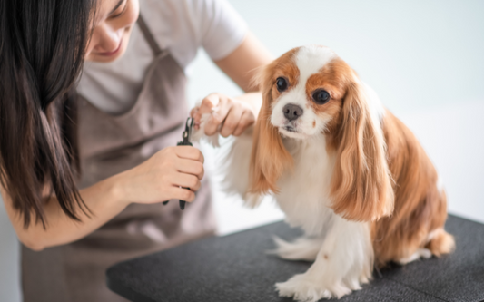 Essential Dog Grooming Tips