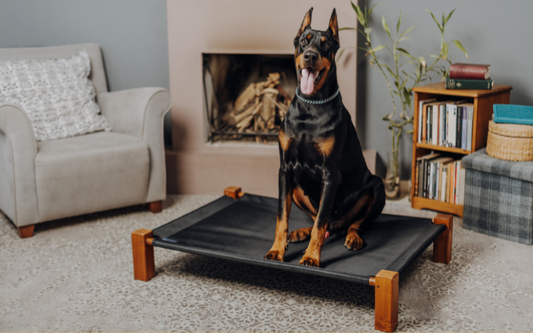 Choosing the Right Dog Beds